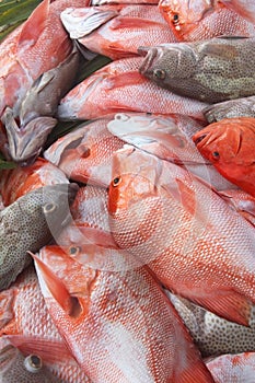 Catch of the day Ã¢â¬â grouper and red snapper